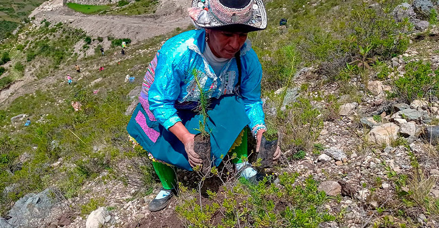 Proyecto Especial Sierra Centro Sur produce plantones de pino y queñual para recuperar suelos degradados de Anchonga Huancavelica Perú