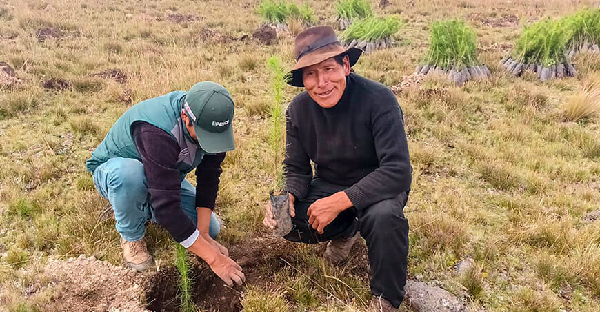 Proyecto Especial Sierra Centro Sur produce plantones de pino y queñual para recuperar suelos degradados de Anchonga Huancavelica Perú