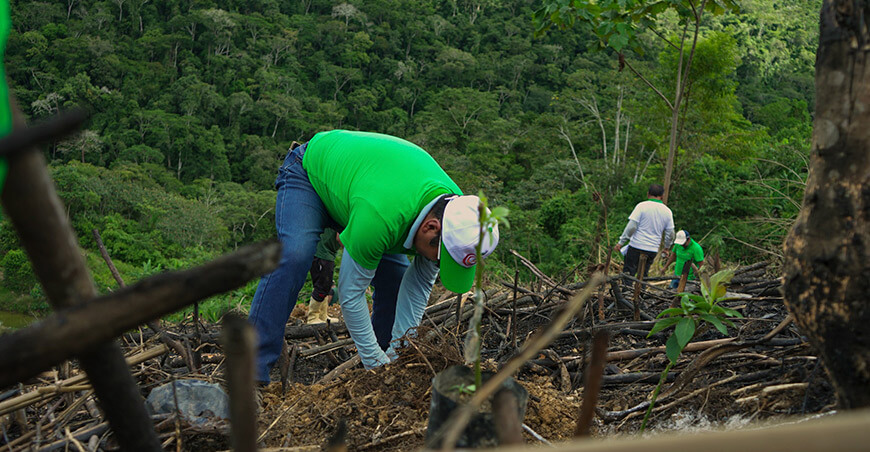 Instalarán plantones de palto en 380 hectáreas de Sandia y Carabaya Proyecto Frutales GORE Puno