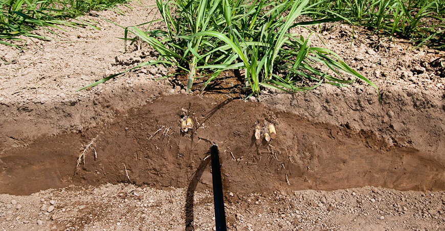 Rivulis lanza guía para ayudar a agricultores a elegir el riego ideal para cultivos en hileras Perú