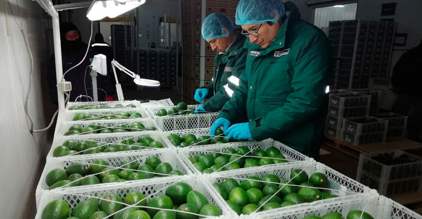 Senasa Perú exportación de paltas peruanas