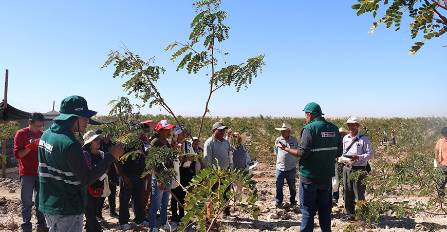 Serfor fortalece capacidades productivas de productores de tara de Arequipa Perú