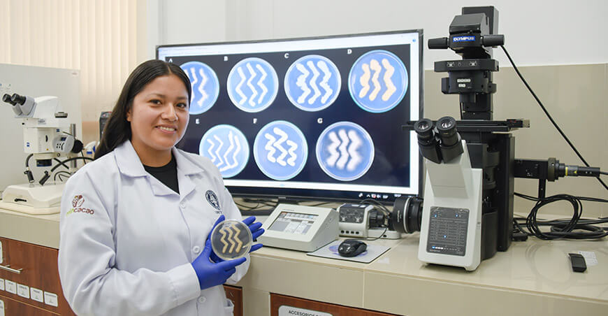 UNTRM desarrolla microorganismos nativos para el control de enfermedades del cacao Perú