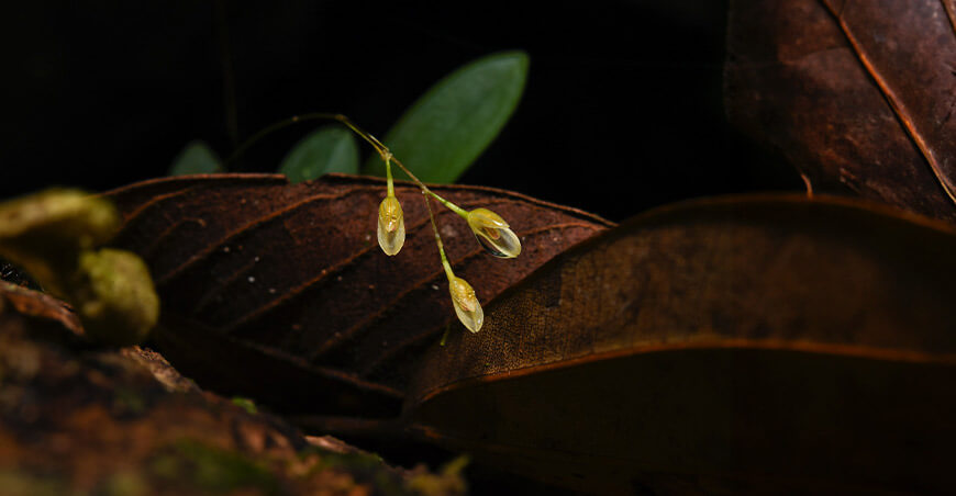 UNTRM descubre nueva especie de orquídea Specklinia bretannensis en la Amazonía peruana