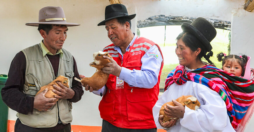Yachachiq trasmiten conocimientos de tecnología productiva en Haku Wiñay crianza de cuyes Perú