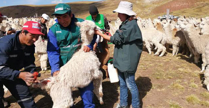 Agro Rural dosificación alpacas cobertizos Perú