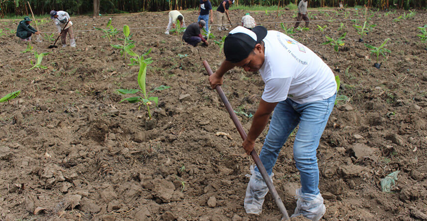INIA instala parcelas de investigación de banano para reducir impactos del Fusarium Raza 4 Tropical Piura Perú