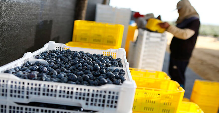 Perú exportación arándanos peruanos