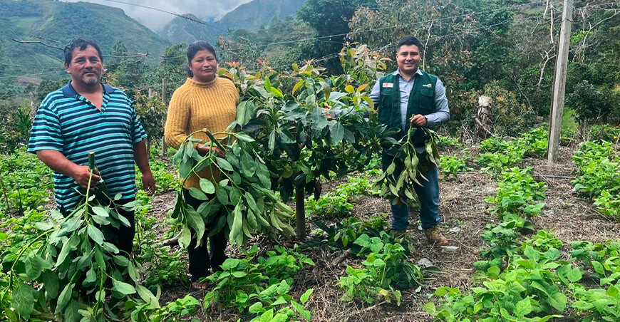 Agro Rural fortalece la cadena productiva de palta en Junín Perú
