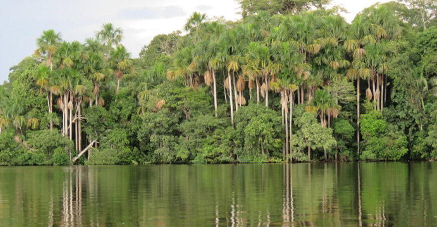 Aguajal amazónico modifica su capacidad de absorber carbono Perú