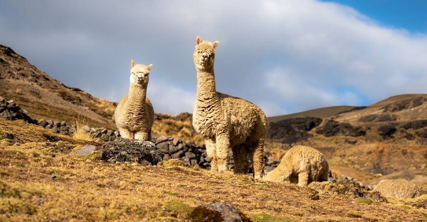 Perú alpaca Huacaya