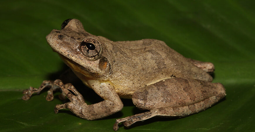 nueva especie de rana semi arborícola, Scinax garciadavilae Amazonía peruana IIAP Perú