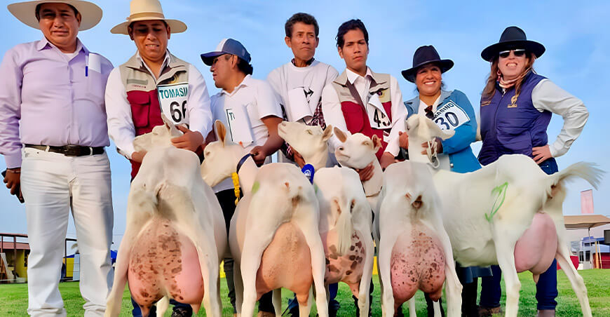 cabras Saanen Tacna Perú