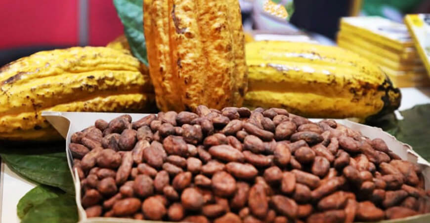 cacao libre deforestación Amazonía peruana