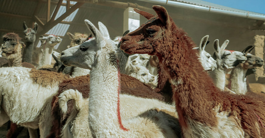 camélidos sudamericanos llamas Tacna Perú