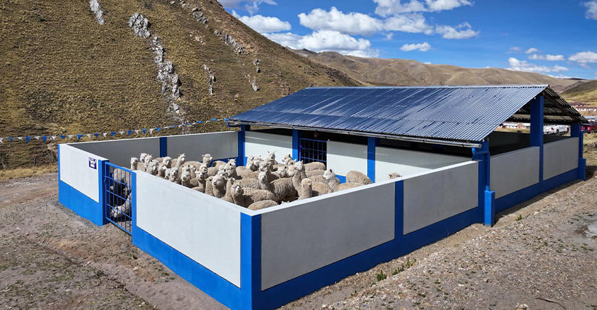 Puno fortalece la cadena de valor de la fibra de alpaca con nuevos centros de reproducción