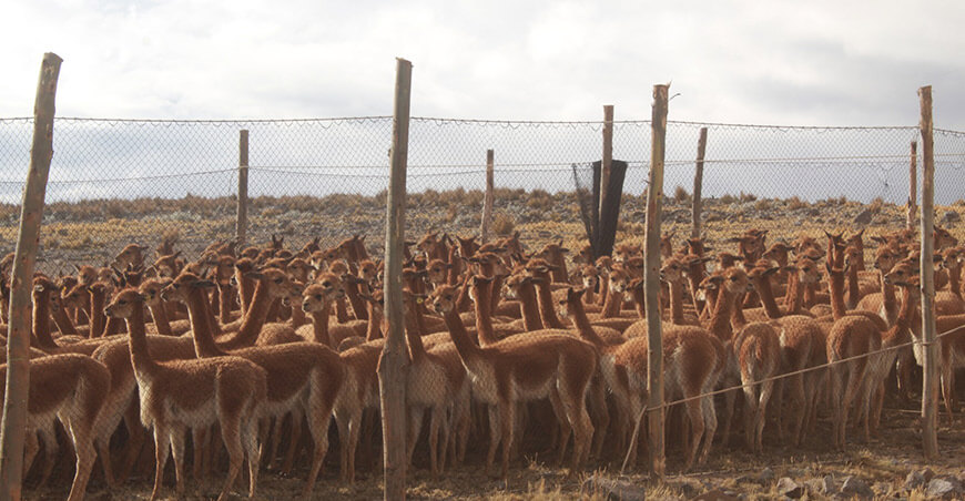 Comuneros de Cochas realizaron el tradicional chaccu de vicuñas Gorgor Lima