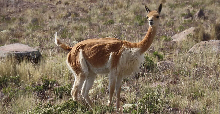 Reserva Nacional Pampa Galeras Bárbara D’Achille, en la región Ayacucho