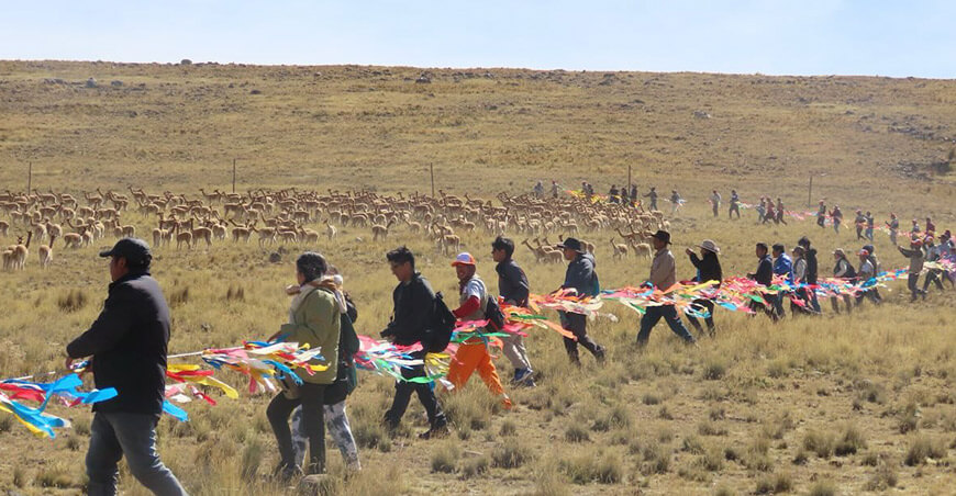 chaccu vicuñas en la Reserva Nacional Pampa Galeras Bárbara D’Achille, en la región Ayacucho