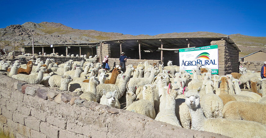 Agro Rural cobertizos alpacas Perú