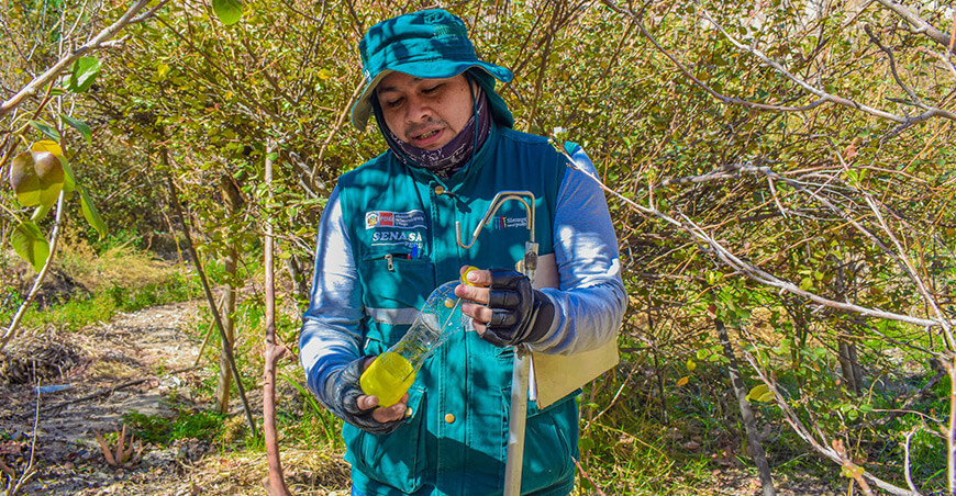 Productores de Chejaya inician campaña de control integrado contra la mosca de la fruta Tacna Perú
