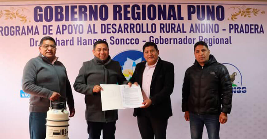 Impulsarán mejora genética del ganado vacuno en Achaya Puno Perú