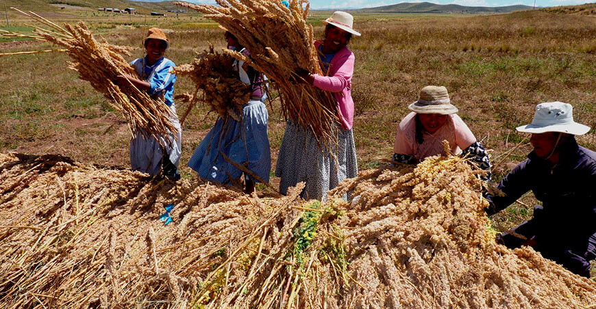 el Registro Nacional de Cooperativas Agrarias RNCA productoras quinua Puno Perú