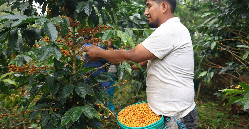 Productores de la ruta alternativa proyectan alcanzar 1400 toneladas de café en Pasco y Junín Devida Perú