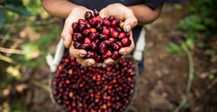 producción y cosecha de café