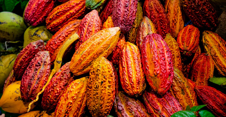 cultivo de cacao peruano