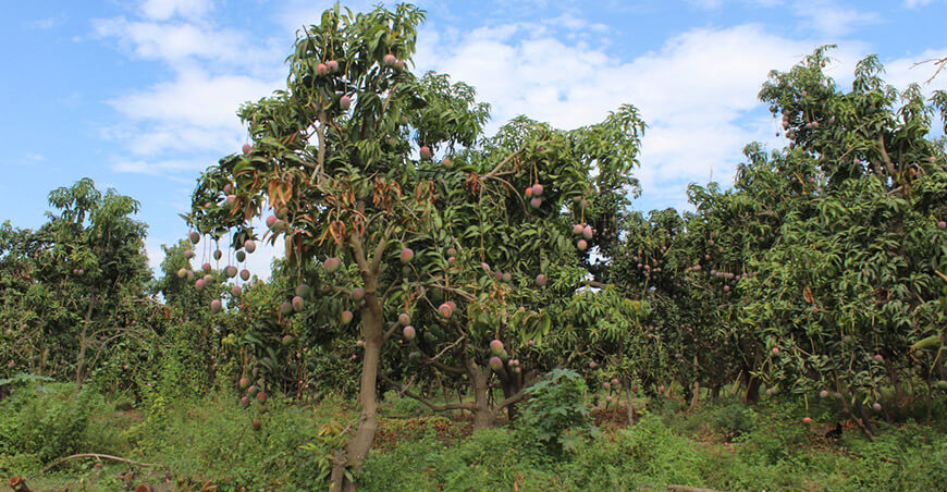 cultivo de mango Lambayeque Perú