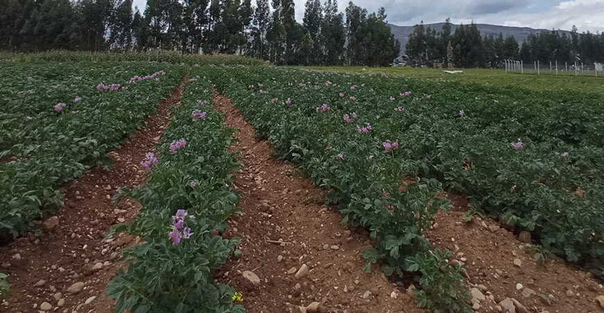 cultivo de papa Perú