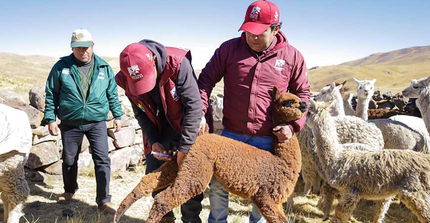 dosificación alpacas Canas cusco Perú