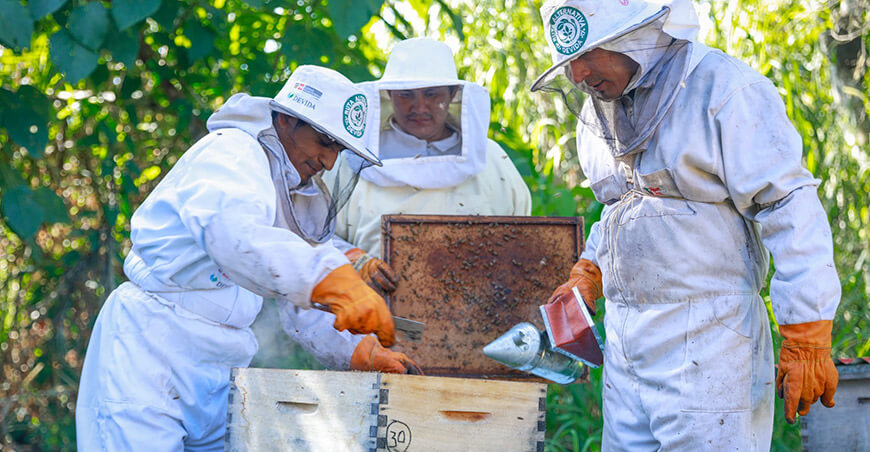 Devida fortalece apicultura apícola apicultores Junín núcleo abejas