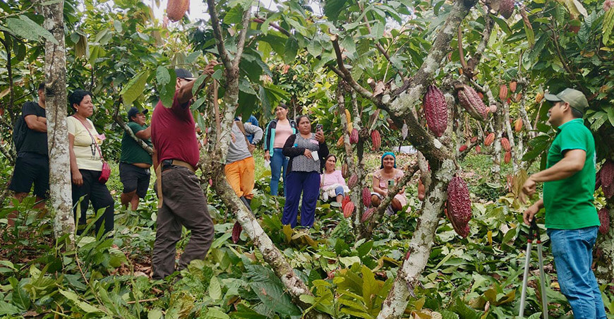 Fortalecen capacidades de familias cacaoteras de Alexander Von Humboldt Ucayali Devida Perú