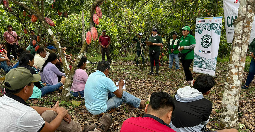 Fortalecen capacidades de familias cacaoteras de Alexander Von Humboldt Ucayali Devida Perú