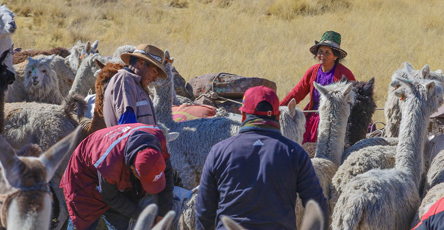 dosificación alpacas Canas cusco Perú