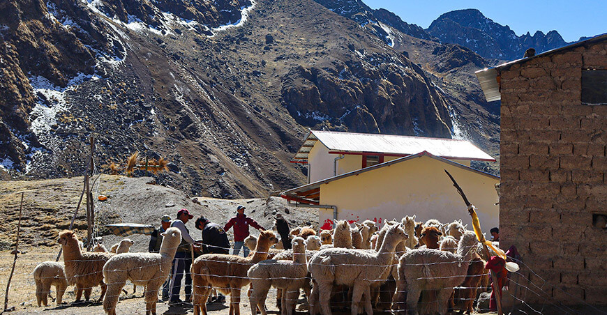 Dosificaron alpacas Cusco Perú