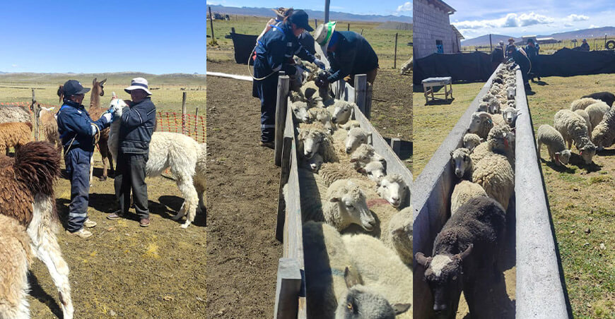 Refuerzan la sanidad animal en comunidades altoandinas dosificación alpacas ovinos Pasco Perú