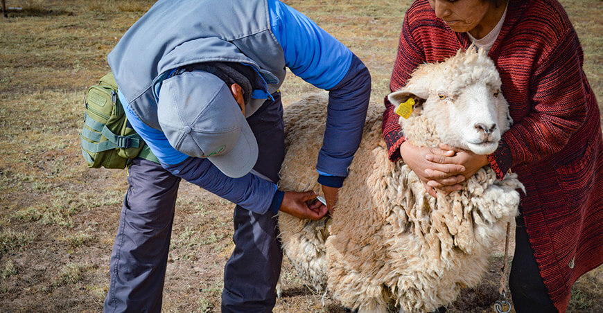 dosificarán ovinos Azángaro Puno Perú