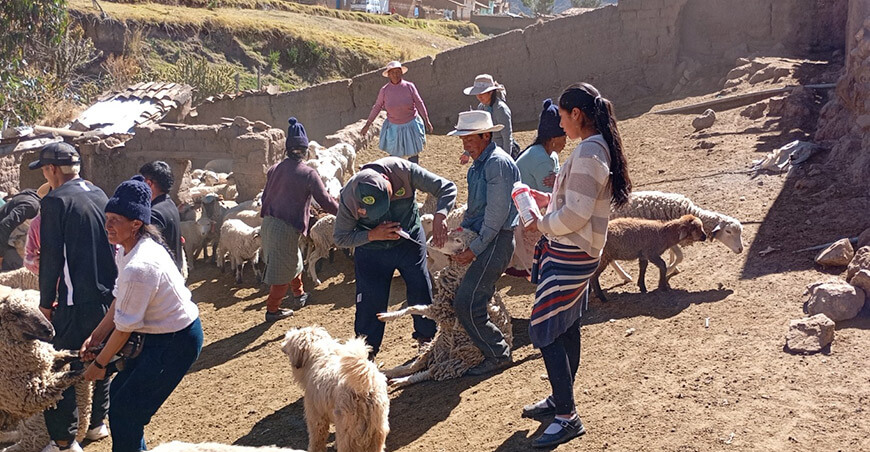Refuerzan acciones para garantizar sanidad animal de ovinos en Jauja Junín Perú