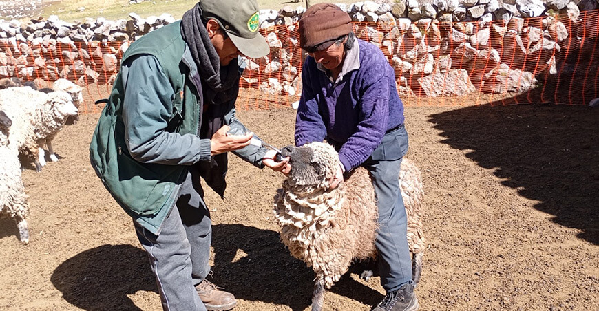 Campaña de dosificación protege la sanidad de 4517 ovinos en Ricrán Junín Perú