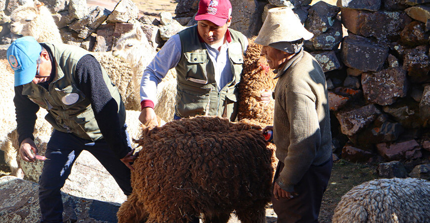 Dosificaron alpacas Cusco Perú