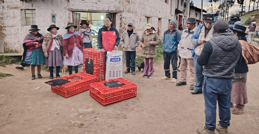 Impulsan crianza tecnificada de cuyes en Huancavelica