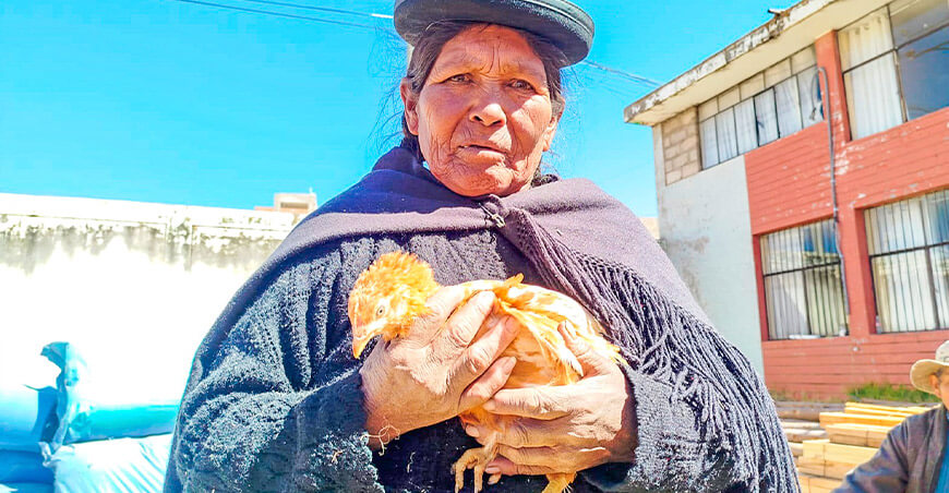 Entregaron 3000 gallinas ponedoras para fortalecer la producción avícola familiar Puno Perú