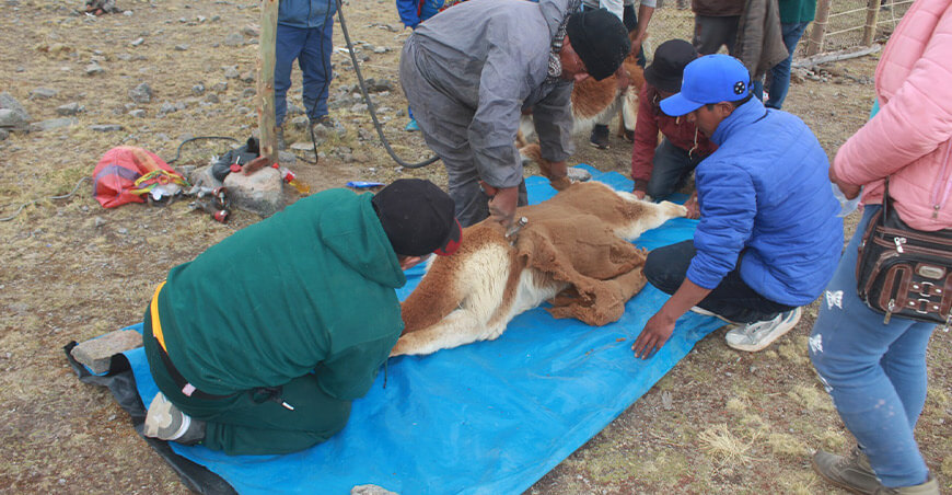 Comuneros de Cochas realizaron el tradicional chaccu de vicuñas Gorgor Lima