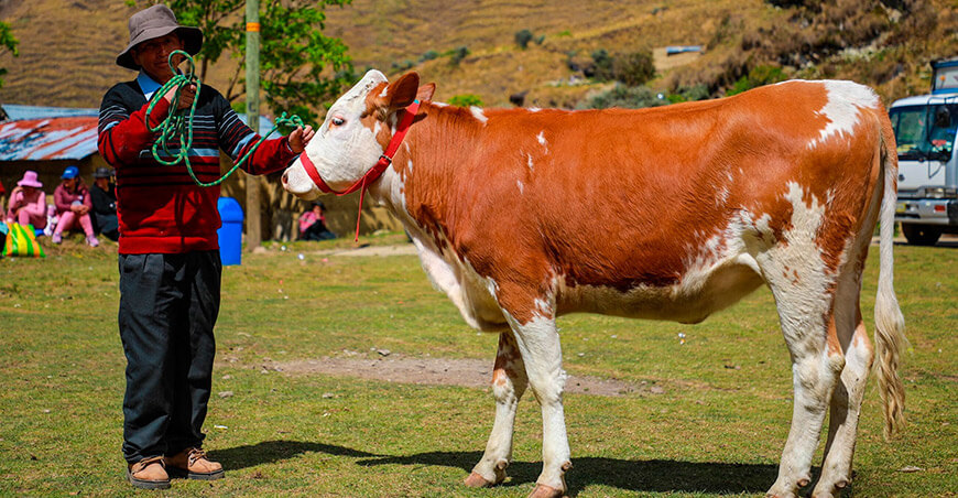 Feria Agropecuaria Ganado Raza Simmental Callanca Junín Perú