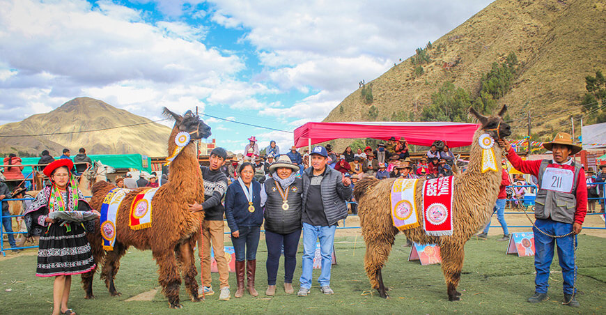 Feria Alto Andina Alpaquera Choqueccota Maranganí Cusco Perú