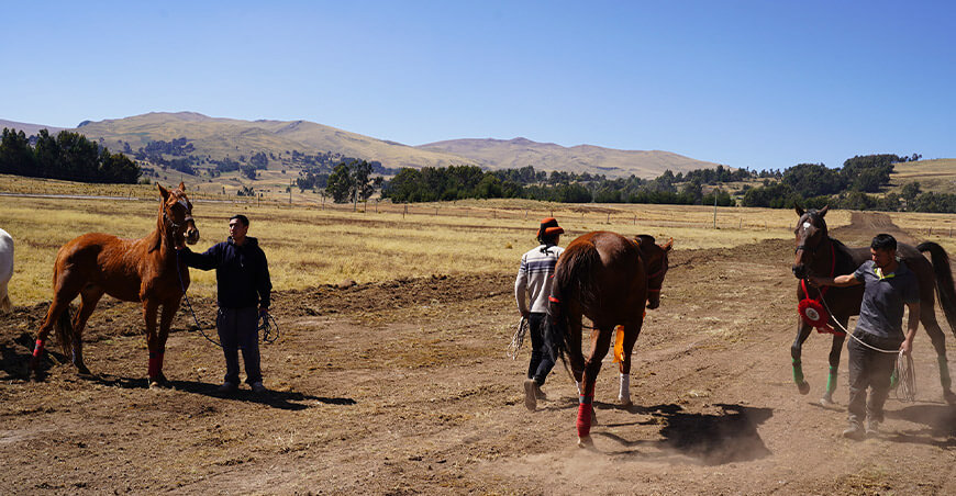 Feria Ganadera y XXIII Festival de Leche, Queso y Expresiones Culturales Los Morochucos Ayacucho Perú