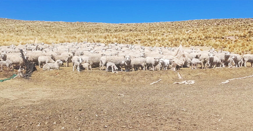 ganado ovino Puno Perú